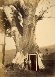 Zwei Jungen an der Tür ihres Baumhauses, ca. 1870-80